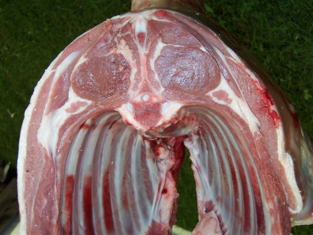 Lean meat should not be too dark with a fine-grained texture. This image shows an ideal lamb carcase. 